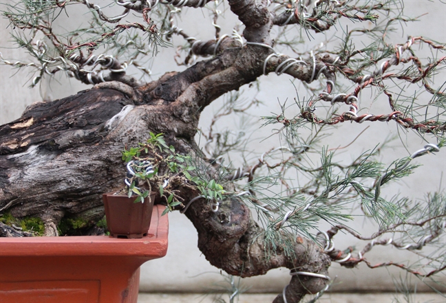 Bonsai ti hon gia hang chuc trieu dong van chay hang