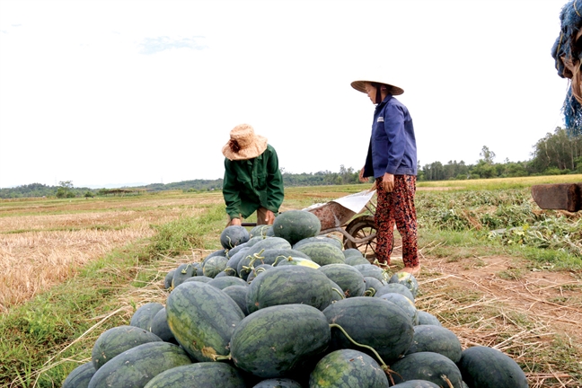 Hang ngan tan dua hau  lai nam cho... 'giai cuu'