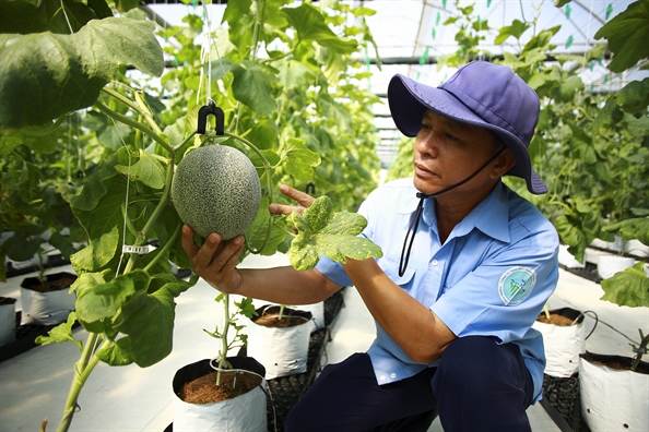 Ngo ngang voi vuon dua luoi 12.000 m2 tren bai rac Dong Thanh