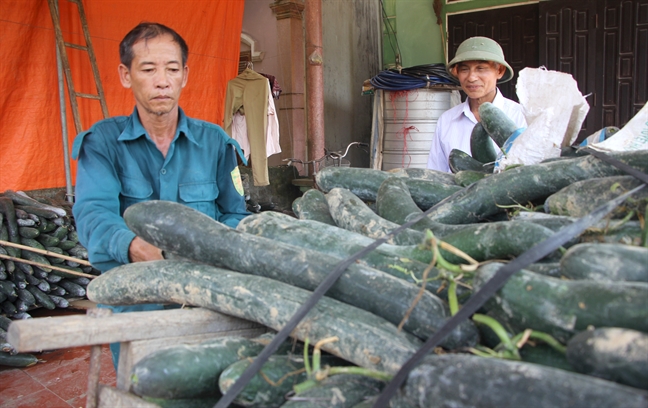 Bi xanh rot gia tham, nong dan ngoi cho ‘giai cuu’