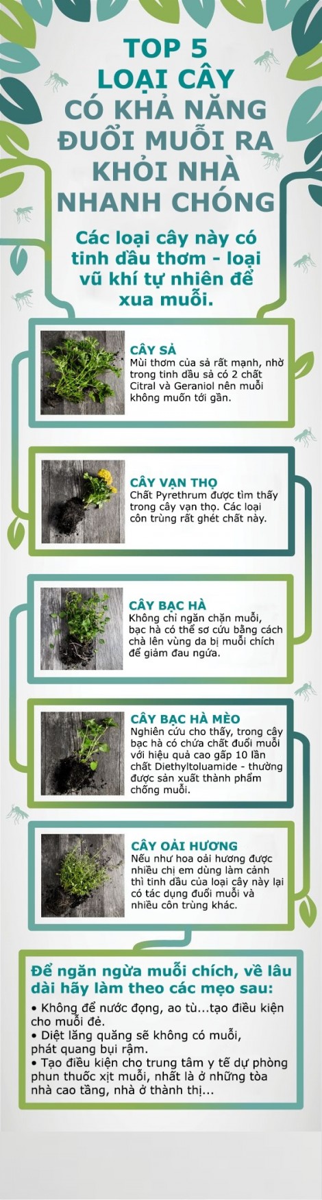 5 cây đuổi muỗi hiệu quả nhất bạn thử trồng trong mùa mưa