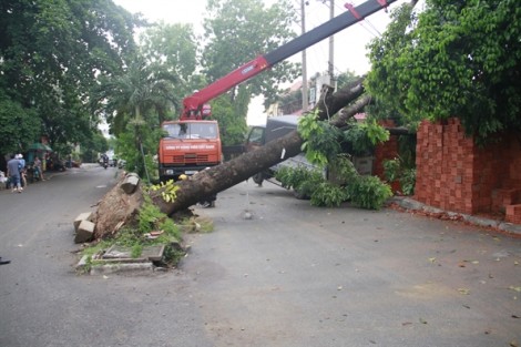 Cây đổ, mái nhà sập, cột điện gãy hàng loạt sau lốc lớn ở Gò Vấp