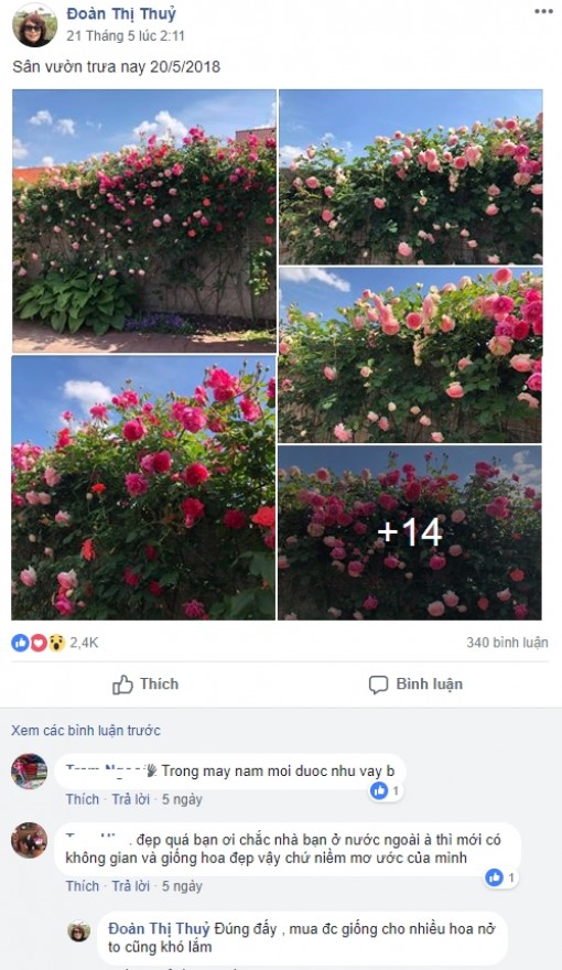 Ngỡ ngàng ngắm vườn hồng đẹp như cổ tích của người phụ nữ Việt ở trời Tây