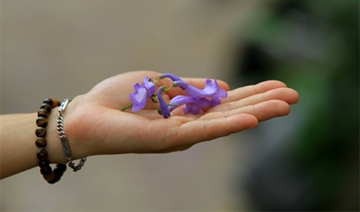 Mong manh phượng tím