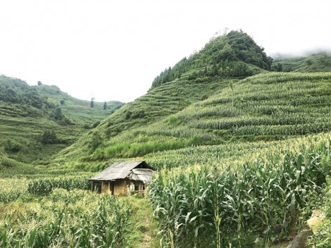 Một ngày không mạng