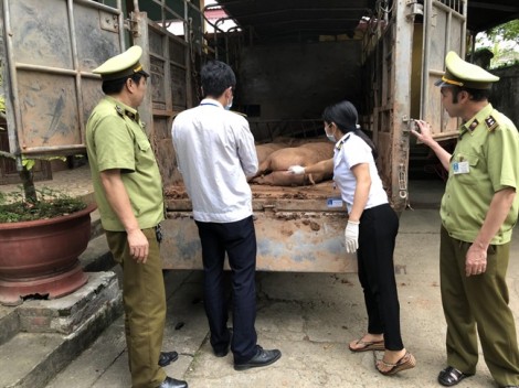 Phát hiện 1,5 tấn heo hơi Trung Quốc nhập lậu vào Việt Nam