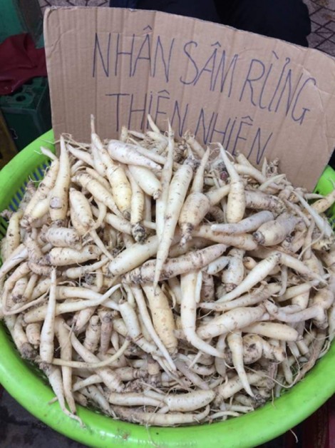 Loại sâm quý hiếm nhất  Việt Nam  ra chợ?