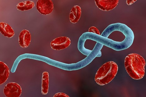 TP.HCM: Tăng cường phòng, chống dịch Ebola