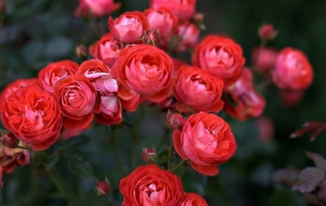 Cách chọn hoa hồng tươi và bền màu không phải ai cũng biết