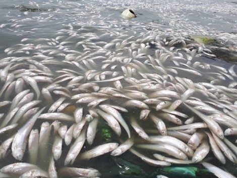 Tiết lộ nguyên nhân khiến cá chết trắng hồ Tây