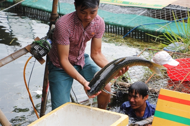 Yeu cau thuy dien xa nuoc de cuu ca long be, giam thiet hai cho nguoi dan