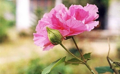 Mưa phù dung