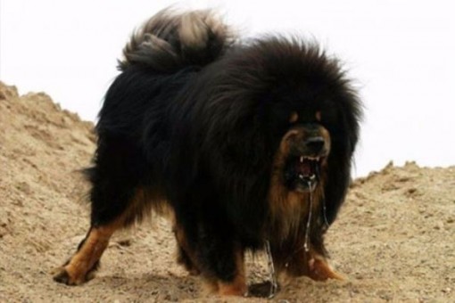 Bé 8 tháng tuổi ở Hà Nội bị chó ngao Tây Tạng cắn tử vong