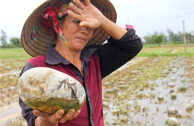 Bo an khong xue, nong dan de dua hau thoi rua day ruong sau mua lu