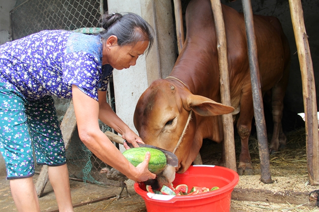 Bo an khong xue, nong dan de dua hau thoi rua day ruong sau mua lu