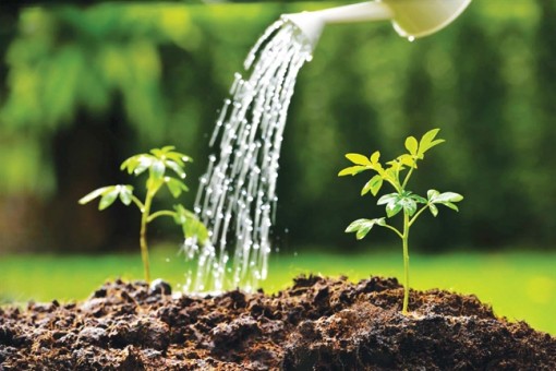 Hạnh phúc là cưu mang sự sống