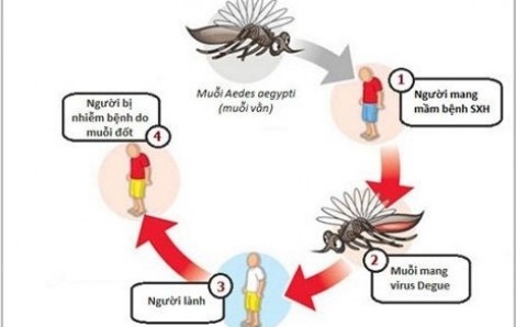 TP.HCM ghi nhận ca sốt xuất huyết tử vong đầu tiên năm 2018