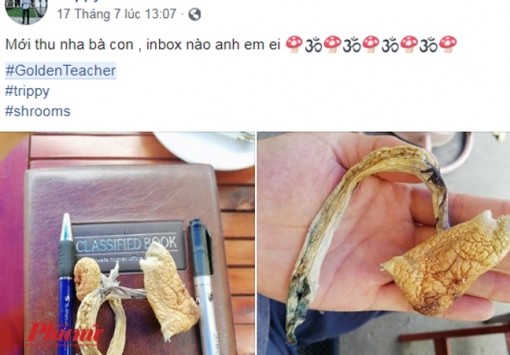 Bác sĩ lý giải chuyện 'khai mở tâm linh' của nấm thần bán tràn lan trên mạng