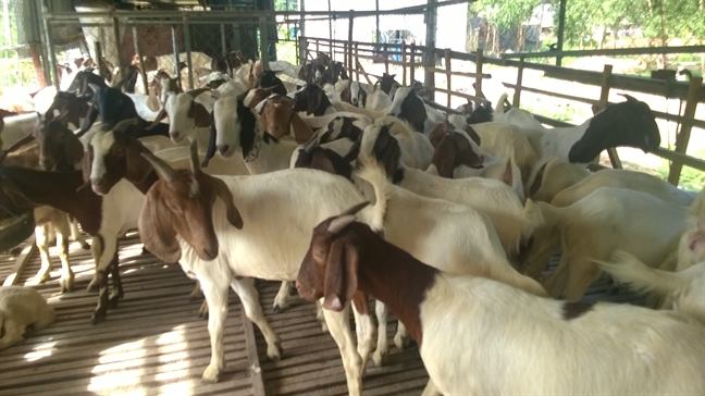 Thuong lai Trung Quoc dot nhien thu mua, gia de hoi tang gap doi