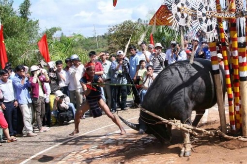 Yêu cầu tạm dừng việc thu tiền dân để tổ chức lễ hội đâm trâu ở Huế