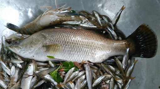 Nuốt luôn xương cá chẽm khi Olympic Việt Nam sút tung lưới đội Syria