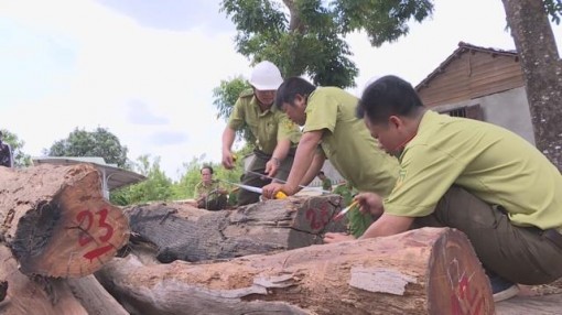 Khởi tố đội trưởng kiểm lâm nhận hàng trăm triệu đồng của trùm gỗ lậu Phượng 'râu'