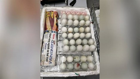 Bị phạt 7.000 đô la vì buôn lậu trứng vịt lộn sang Singapore
