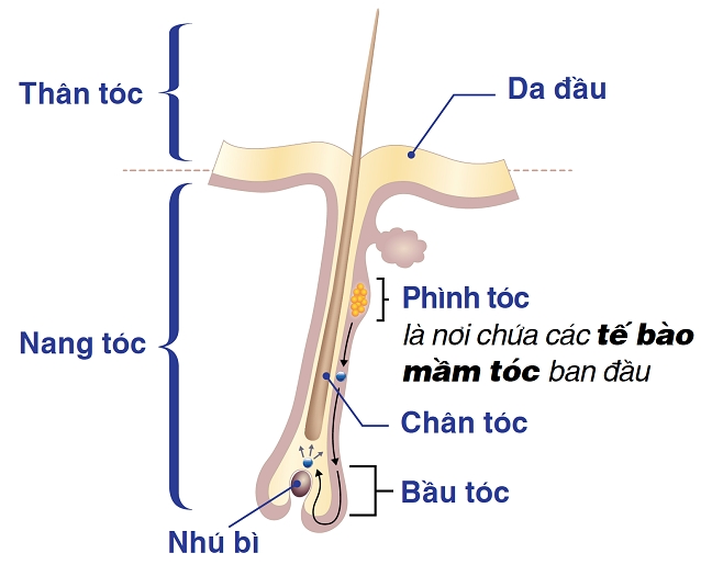 Vi dau toc nhanh rung?