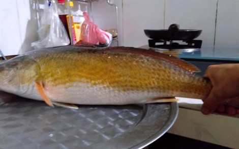 Ngư dân xứ Huế bắt được cá quý hiếm nghi cá sủ vàng