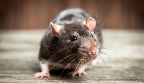 Ngoài viêm gan E, chuột là 'tác giả' của 8 bệnh nguy hiểm khác