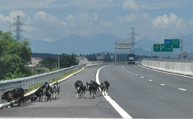 Con 76/300km hang rao bao ve cao toc Da Nang - Quang Ngai chua dong