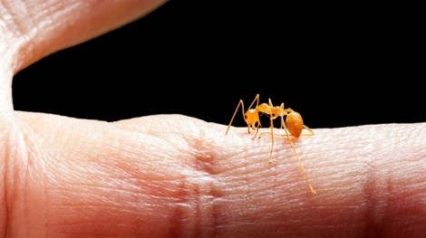 Tại sao kiến cắn cũng có thể tử vong?