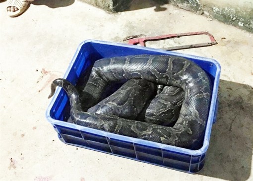 Nghi vấn trăn 24 kg siết chết thanh niên làm thuê