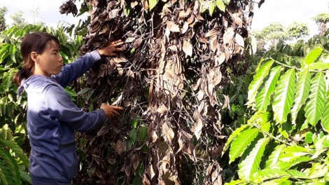 Hàng trăm trụ tiêu bị 'đầu độc', chặt phá sau khi chủ vườn bán đất