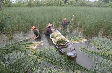 Những món ngon dân dã từ bồn bồn miền Tây