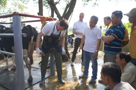 Nông dân Việt Nam và nông dân Hà Lan giao lưu, tập huấn kỹ thuật chăn nuôi bò sữa