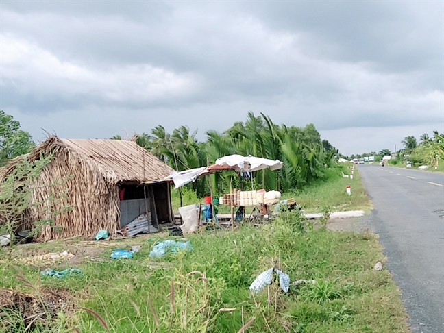 Tu cay hoang bo di, bon bon dem bac trieu ve cho nguoi Ca Mau