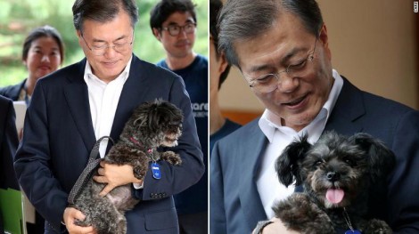 Hành trình ngoạn mục biến chó để ăn thành cún để yêu tại Hàn Quốc