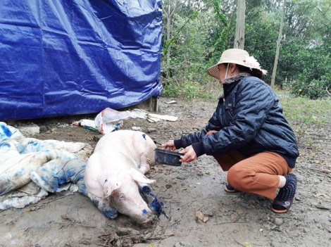Hà Nội: Lợn tiếp tục chết vì lở mồm long móng