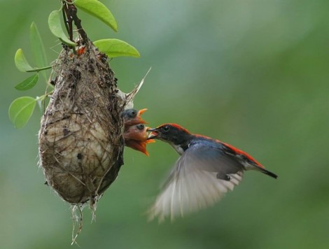 Chuyện Sài Gòn từ những chú chim non gặp nạn