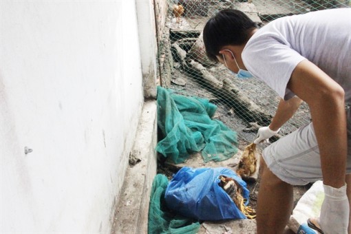 Gia cầm chết hàng loạt ở Long An: Phát hiện cúm H5N1