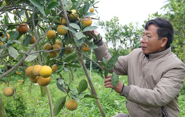 Nguoi trong 'cam tien vua' mat ca chuc trieu moi dem vi ruoi, chuot duc khoet