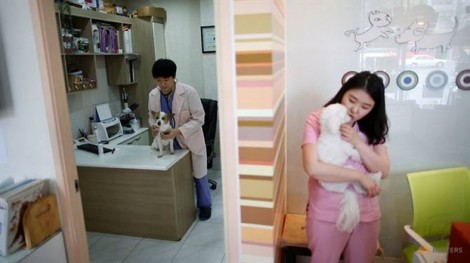Vì sao vợ chồng trẻ Hàn Quốc chọn nuôi chó chứ không sinh con?
