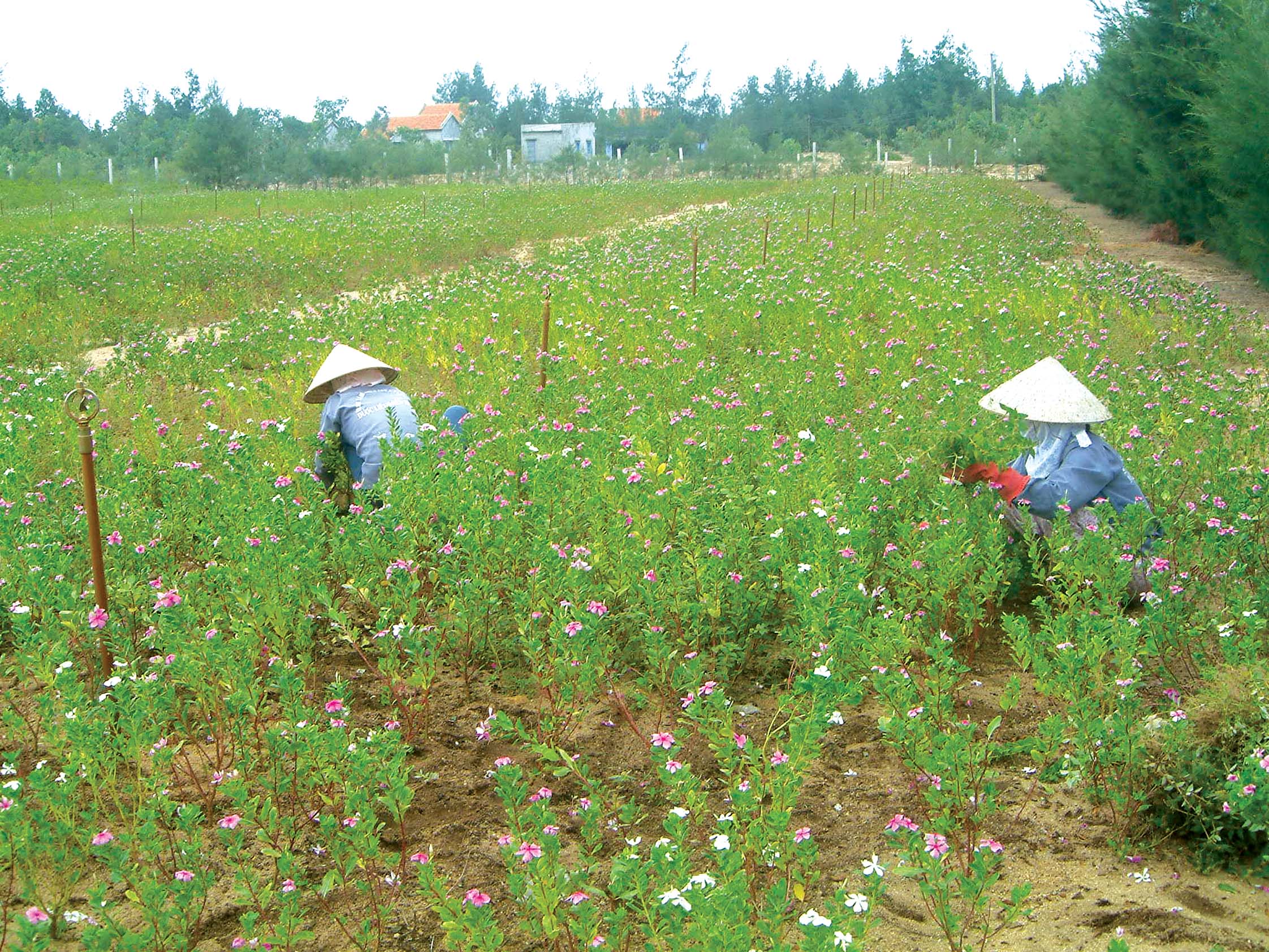 Nông dân Phú Yên đang thu hoạch cây dừa cạn xuất sang Pháp sản xuất thuốc chữa ung thư