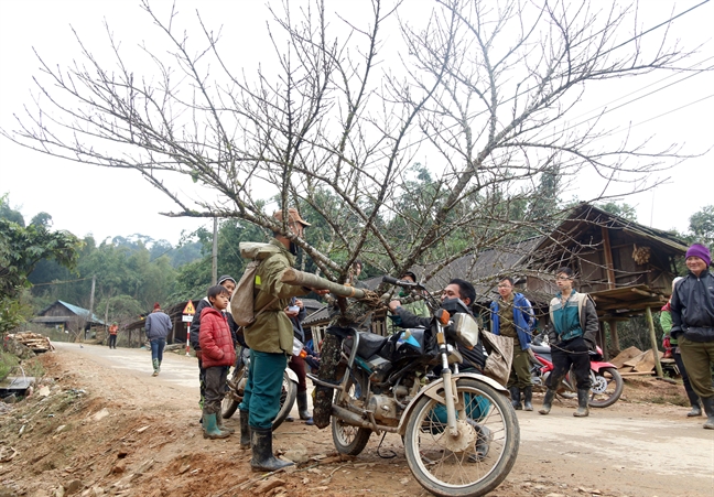 Sang Lao ‘san’ dao... ngoai ban tet