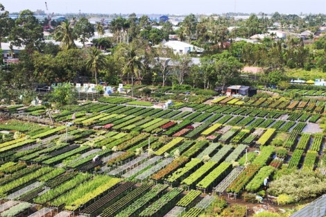 Chuyện giữ nghề ở làng hoa trăm tuổi