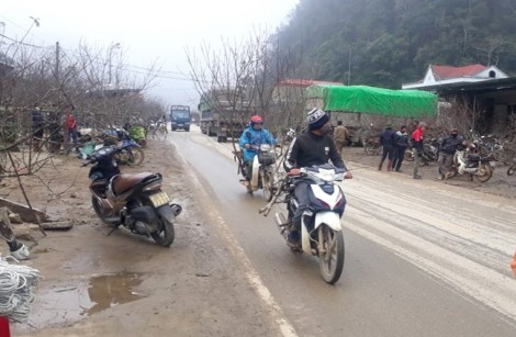 Sang Lào ‘săn’ đào... ngoại bán tết