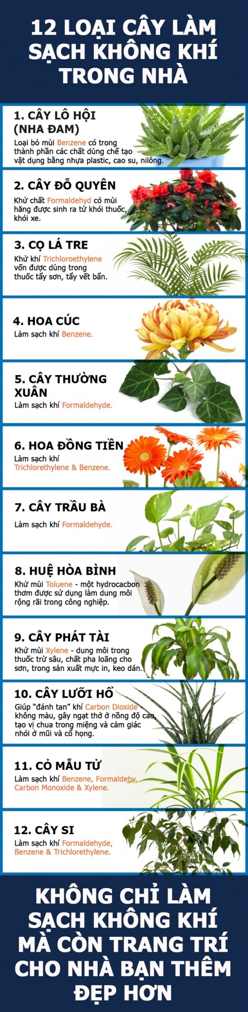 12 loại cây 'dọn' sạch bụi bẩn trong nhà trước khi ăn tết