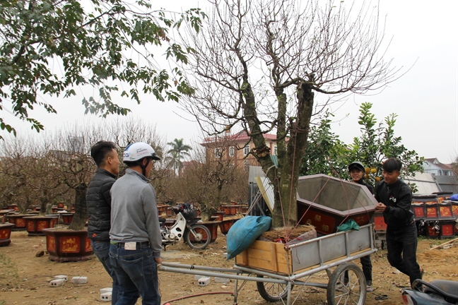 Quat rung ‘khung’ tu ban lang ve xuoi gia tram trieu hut khach