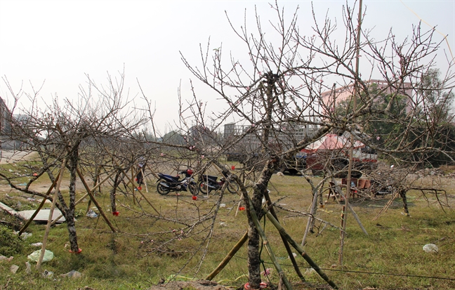 Quat rung ‘khung’ tu ban lang ve xuoi gia tram trieu hut khach